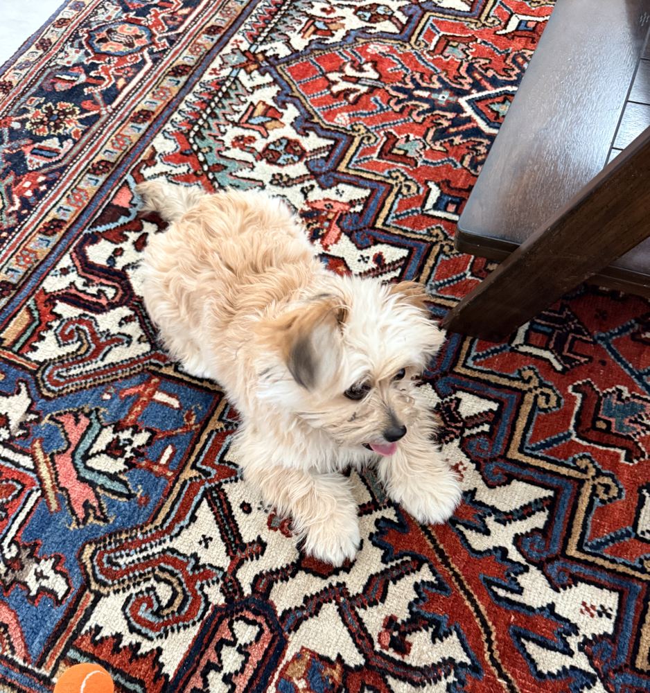 Puppy resting on a clean, colorful Persian rug